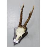 Skull and Antlers wall plaque, 34cm long
