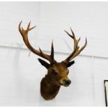 Taxidermy fourteen point Imperial Stags head
