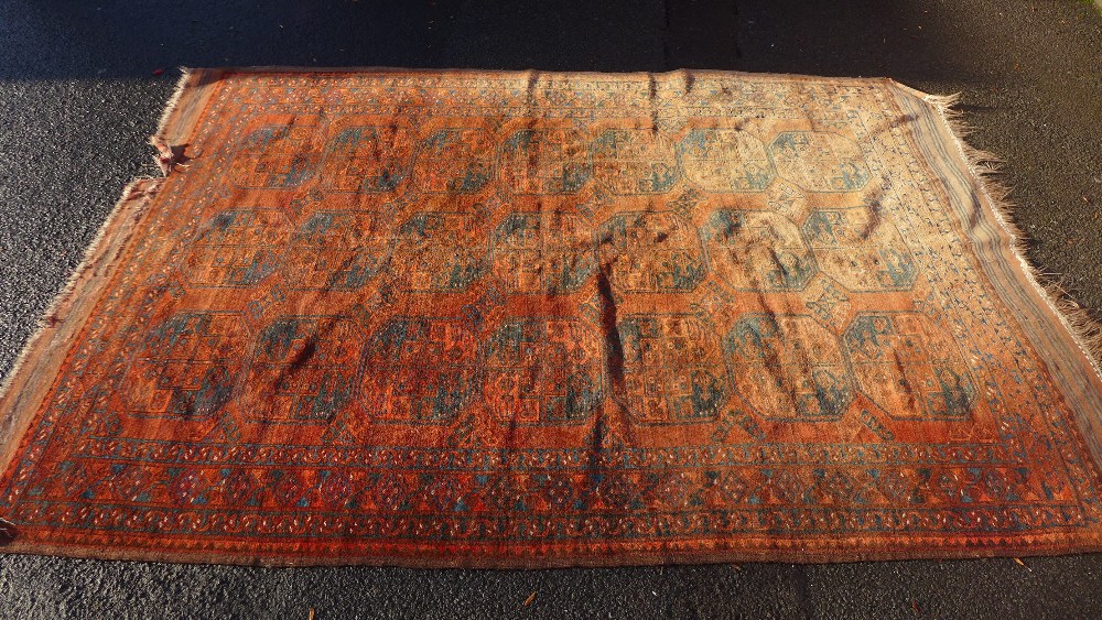 Large Bokhara carpet / rug, the red field with three rows of seven guls 336 x 220cm