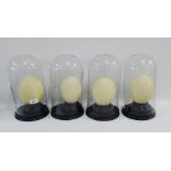 Group of four Ostrich eggs, each contained on a circular turned stand within glass domed stands, (4)