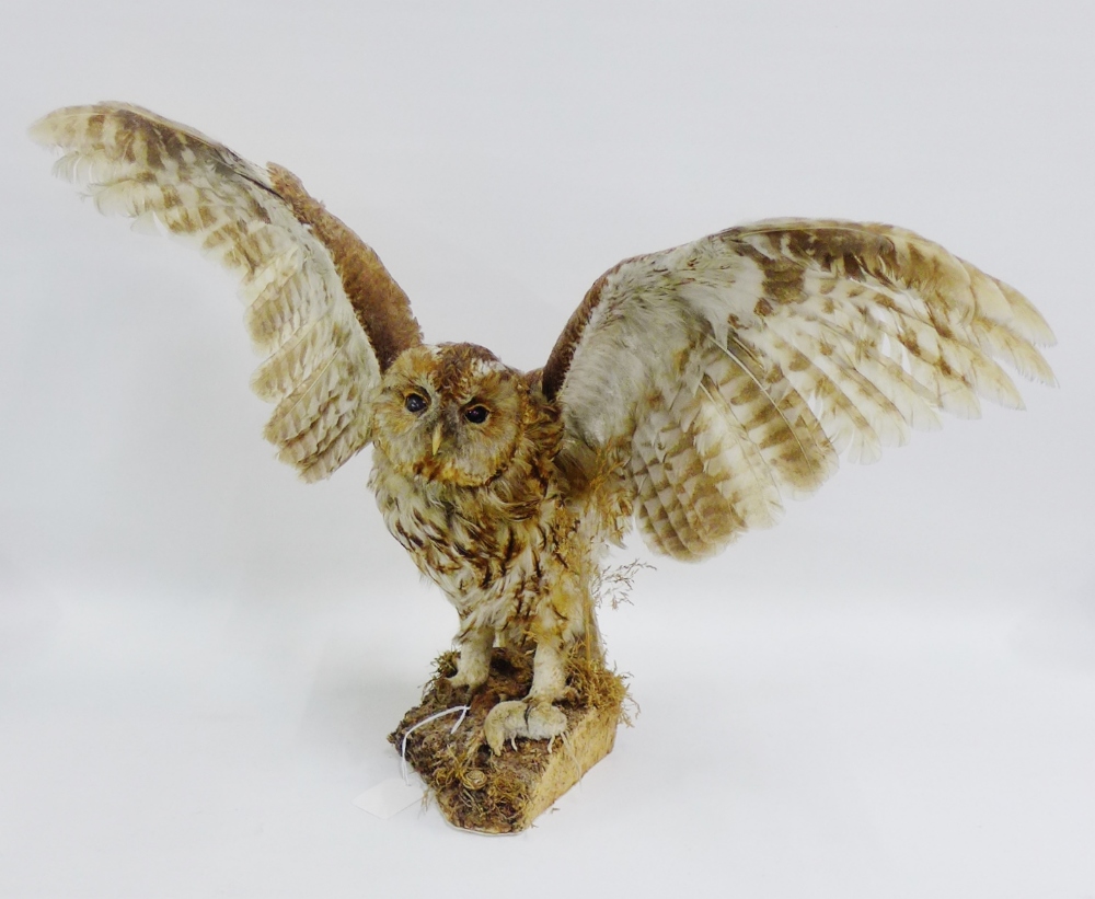 Taxidermy Tawny Owl, 30 x 70cm