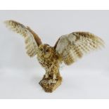 Taxidermy Tawny Owl, 30 x 70cm