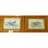 Pair of coloured bird prints to include 'Black tailed Godwit' and 'Green Lapwing' in glazed burrwood