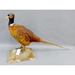 Taxidermy Pheasant, 48cm high