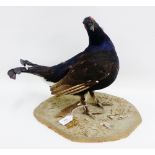 Taxidermy blackcock, game bird, 35cm high