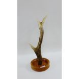 Antler on a turned wooden base, 37cm high