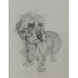 K. Johnstone 'Wire Haired Dachshund' Pencil Sketch, signed and dated '90, in a glazed frame, 25 x