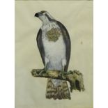 Osprey, female, coloured engraved print, in a glazed and giltwood frame, 43 x 56cm