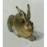 The Hare after Durer Framed print, 18 x 32cm