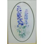 J. Betts 'Floral Botanical Watercolour', signed and in a giltwood frame, 23.5 x 40cm