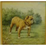 English School 'Bulldog' Watercolour, signed with monogram, in a gilt glazed frame, 12 x 12cm