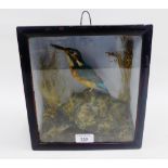 Taxidermy Kingfisher, in a glazed showcase, size overall 24 x 26cm