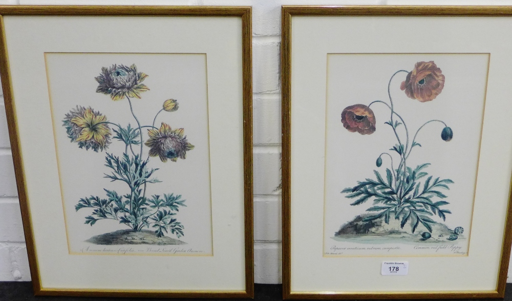 Pair of coloured Botanical prints to include 'Common Red Field Poppy' and another, in glazed frames,