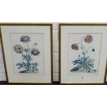 Pair of coloured Botanical prints to include 'Common Red Field Poppy' and another, in glazed frames,
