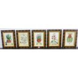 Group of five coloured Botanical prints in glazed frames, 23 x 34cm (5)