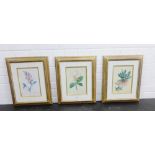 Three coloured Botanical prints in glazed giltwood frames, 18 x 26cm (3)