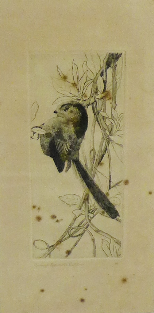 George Edward Collins 'Bird on a Branch' Etching Signed in pencil, on a glazed frame, 11 x 23cm