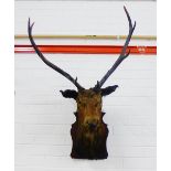 Taxidermy six pointed stag head , on wooden shield plaque