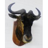 Taxidermy of a Gnu's head, mounted on a wooden plaque, 68 x 68cm