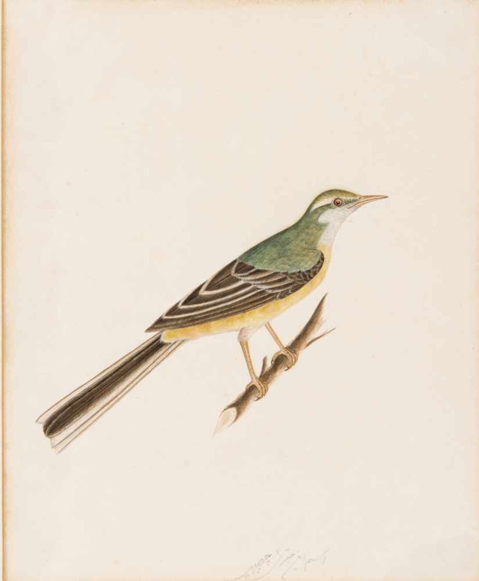 AN INDIAN MINIATURE PAINTING OF A PRINCELY GREEN-BROWN BIRD ON A BRANCHColour painting on