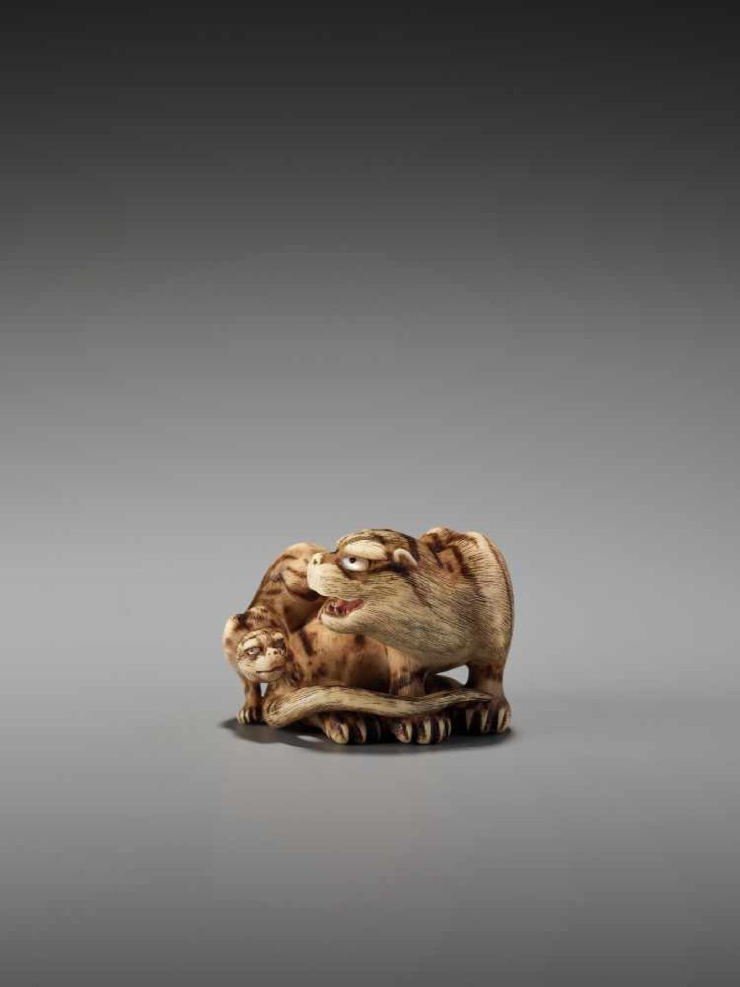 AN EXCEPTIONAL IVORY NETSUKE OF A TIGER WITH CUB BY HAKURYUBy Hakuryu, ivory netsukeJapan, Kyoto, - Image 4 of 13