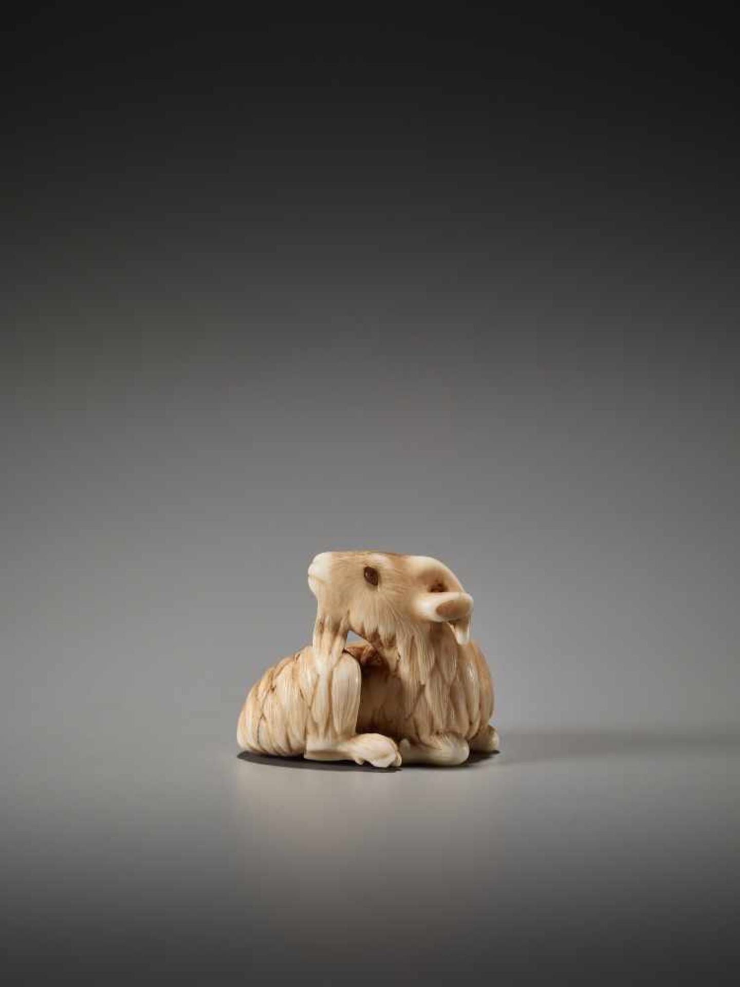 AN IVORY NETSUKE OF A RECUMBENT GOAT ATTRIBUTED TO RANMEIUnsigned, attributed to Ranmei, ivory