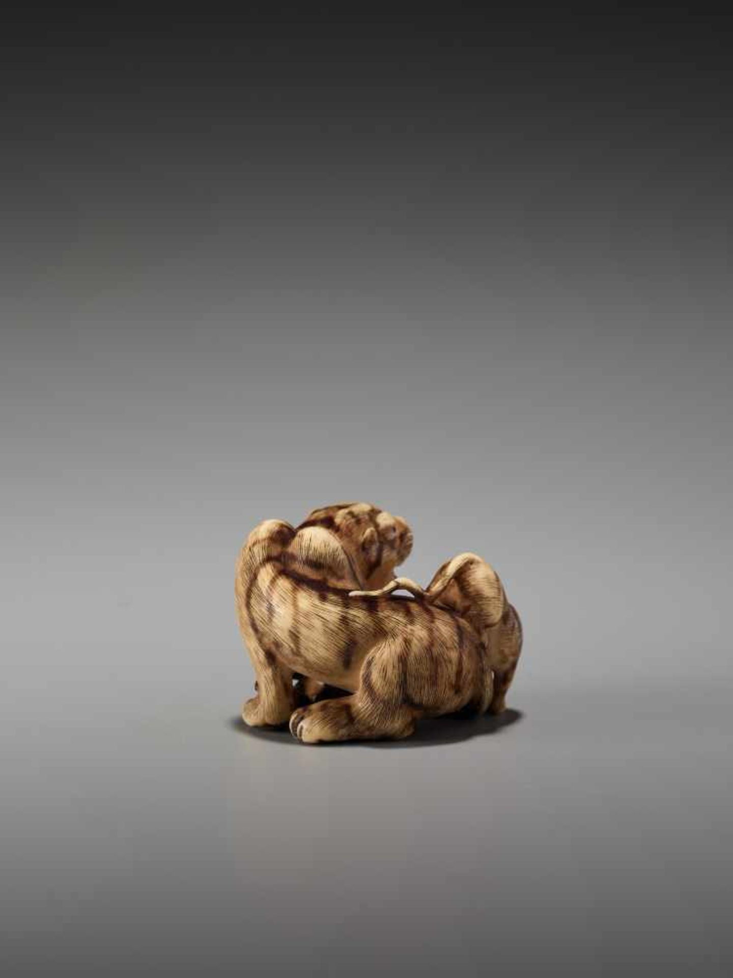 AN EXCEPTIONAL IVORY NETSUKE OF A TIGER WITH CUB BY HAKURYUBy Hakuryu, ivory netsukeJapan, Kyoto, - Image 3 of 13