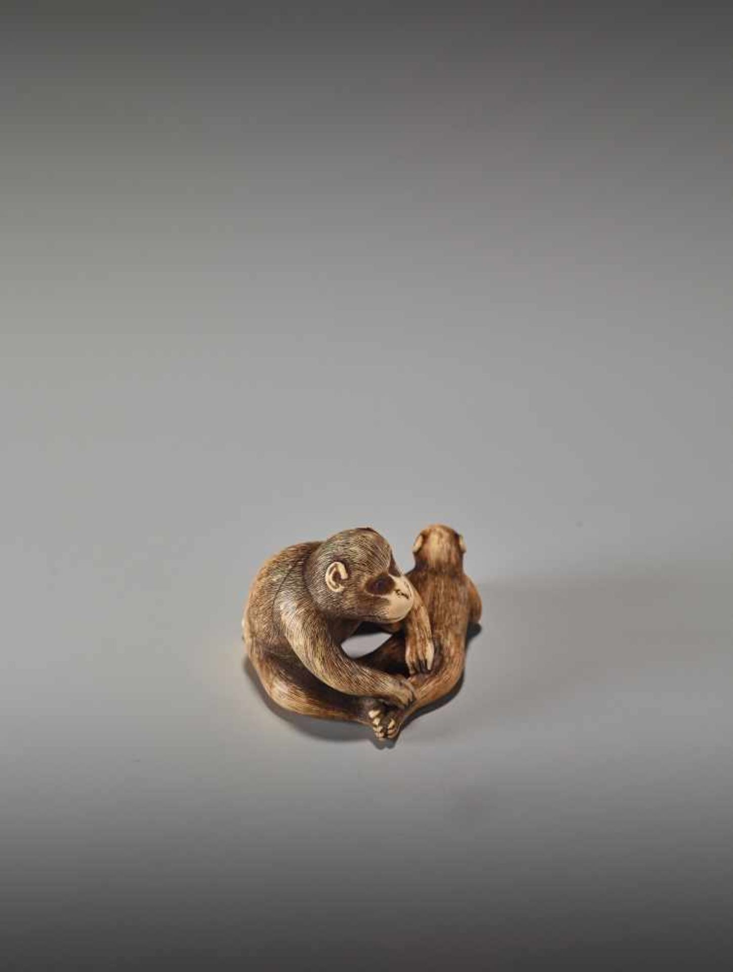 A RARE IVORY NETSUKE OF TWO GROOMING MONKEYS BY MASANAO OF KYOTOBy Masanao, ivory netsukeJapan, - Bild 7 aus 11