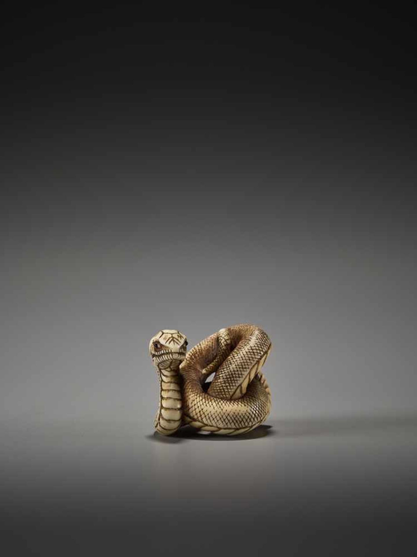 A FINE AND RARE NETSUKE OF A COILED SNAKE BY BY TADATOMO By Tadatomo, ivory netsukeJapan, Kyoto, - Bild 3 aus 10