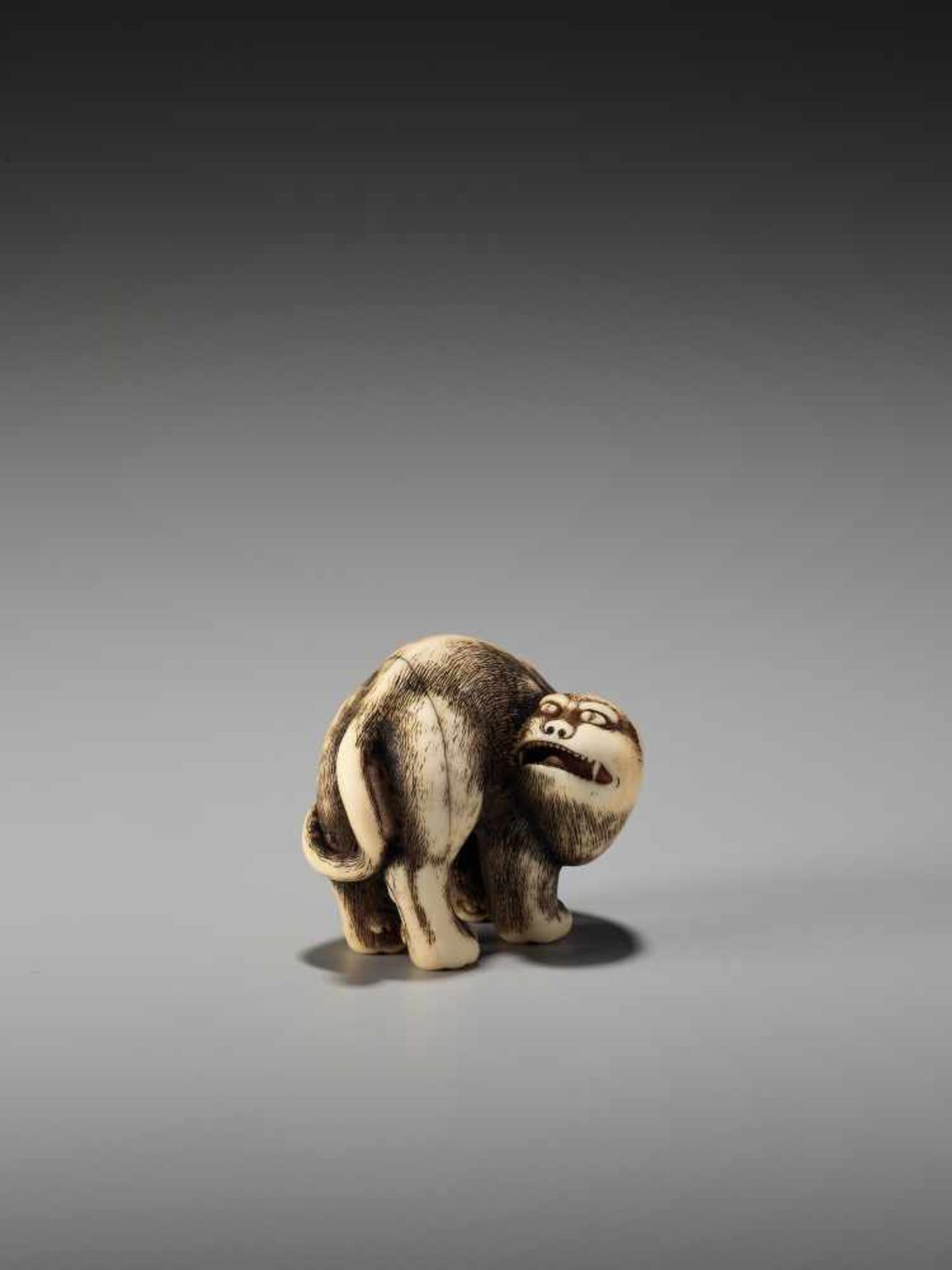 AN EXCEPTIONAL AND RARE IVORY NETSUKE OF A SNARLING TIGER BY DORAKUBy Doraku, ivory netsukeJapan, - Bild 3 aus 10