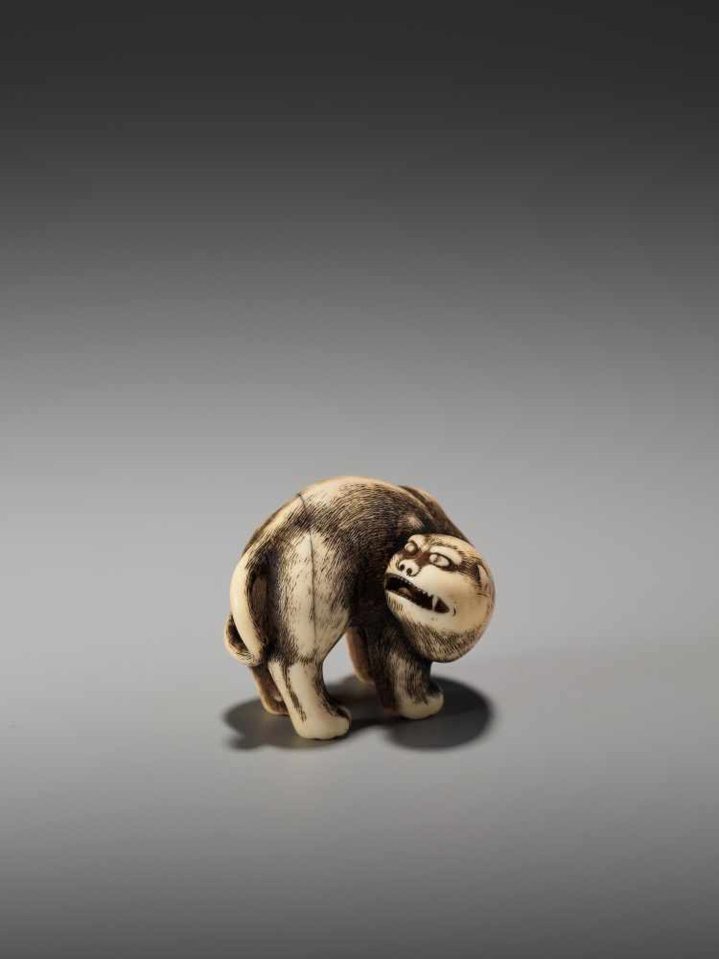 AN EXCEPTIONAL AND RARE IVORY NETSUKE OF A SNARLING TIGER BY DORAKUBy Doraku, ivory netsukeJapan, - Bild 4 aus 10