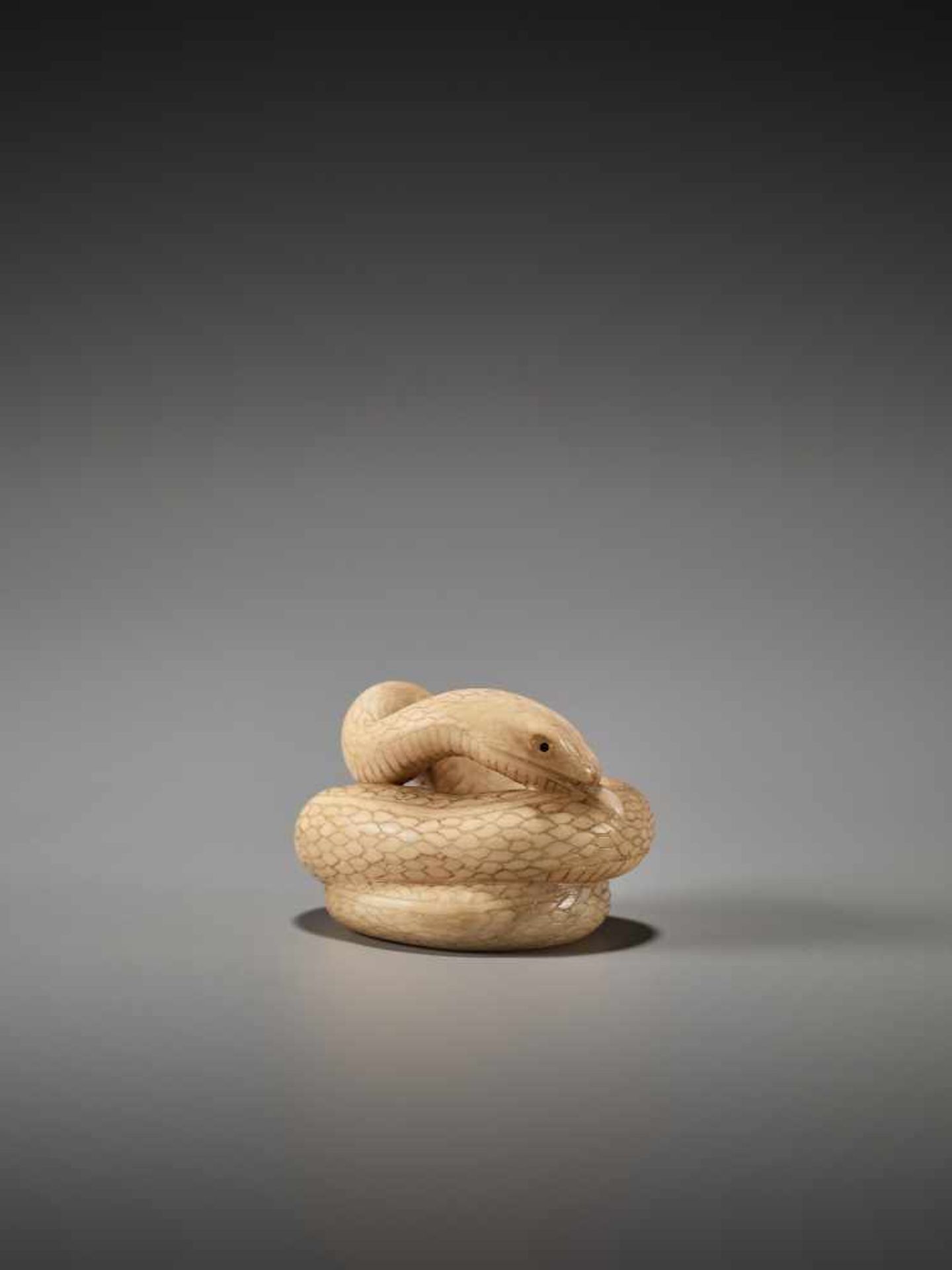 A RARE MARINE IVORY NETSUKE OF A COILED SNAKE BY RANTEIBy Rantei, marine ivory netsukeJapan, - Image 2 of 8