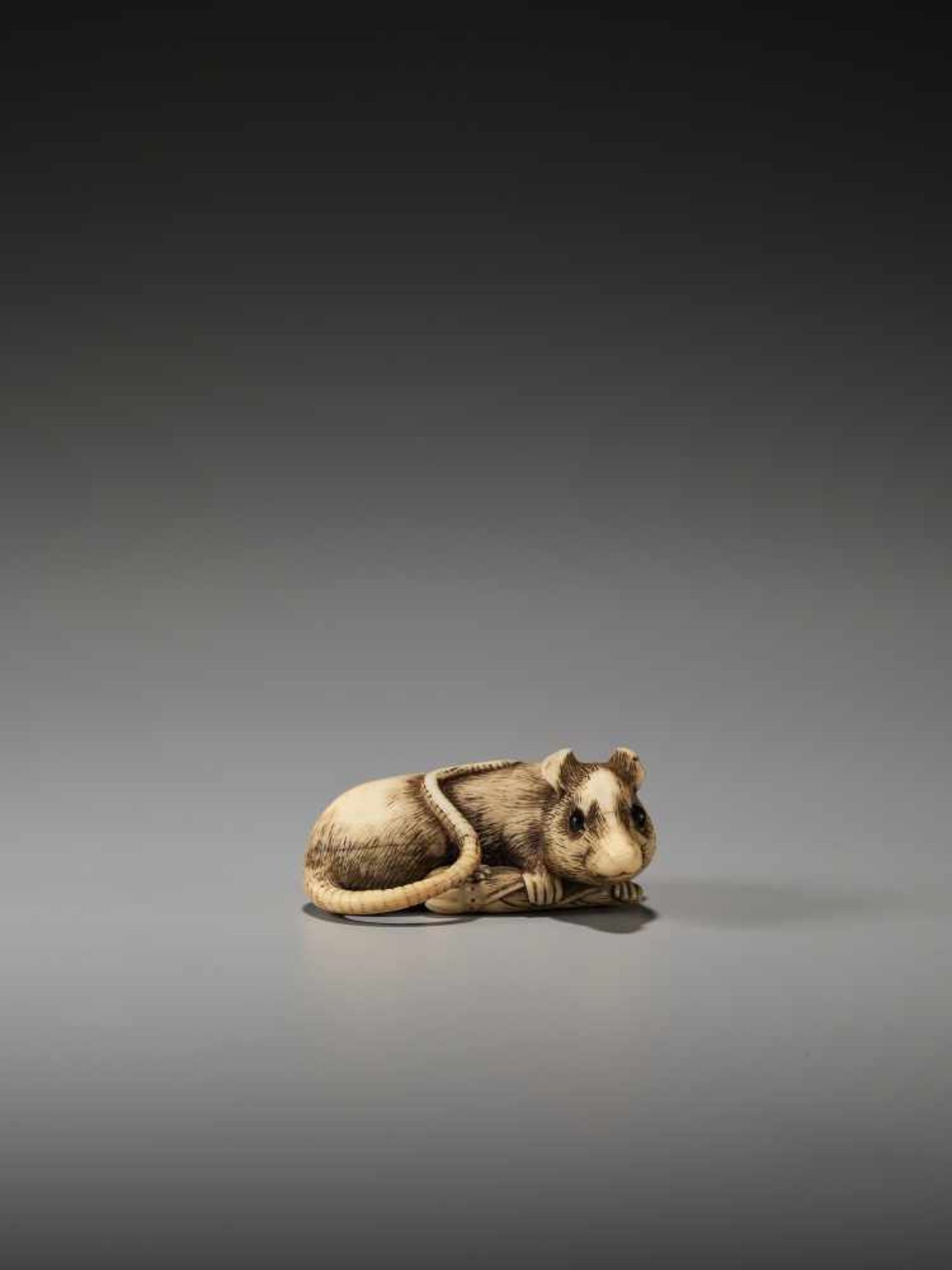 AN EXCELLENT IVORY NETSUKE OF A RAT WITH BAMBOO NODE BY SADAYOSHIBy Sadayoshi, ivory netsukeJapan,