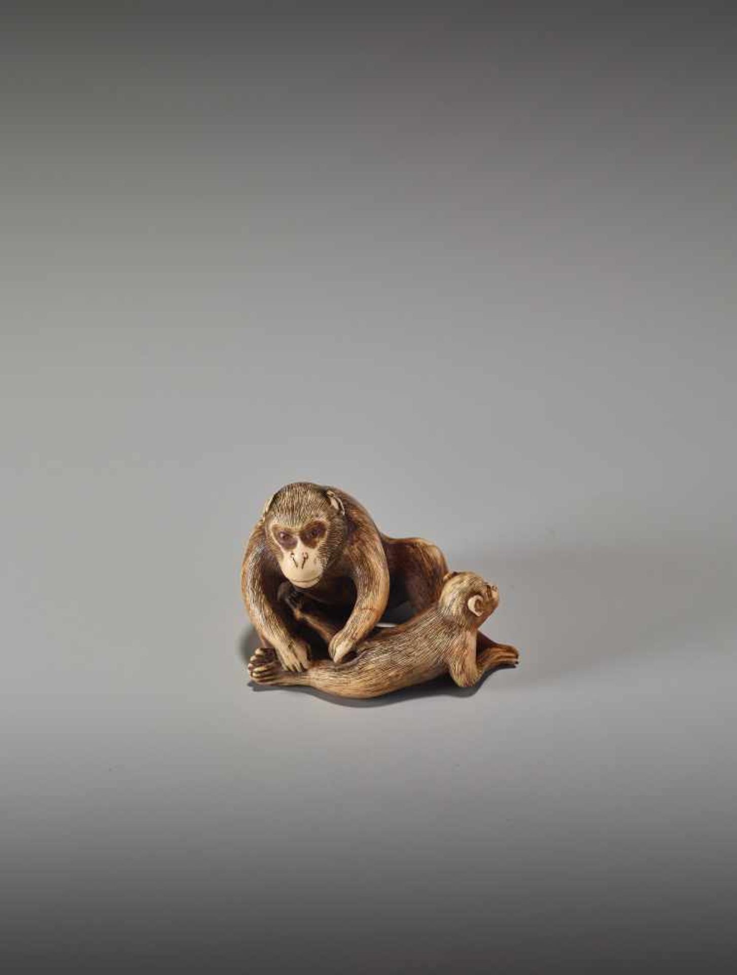 A RARE IVORY NETSUKE OF TWO GROOMING MONKEYS BY MASANAO OF KYOTOBy Masanao, ivory netsukeJapan, - Bild 2 aus 11