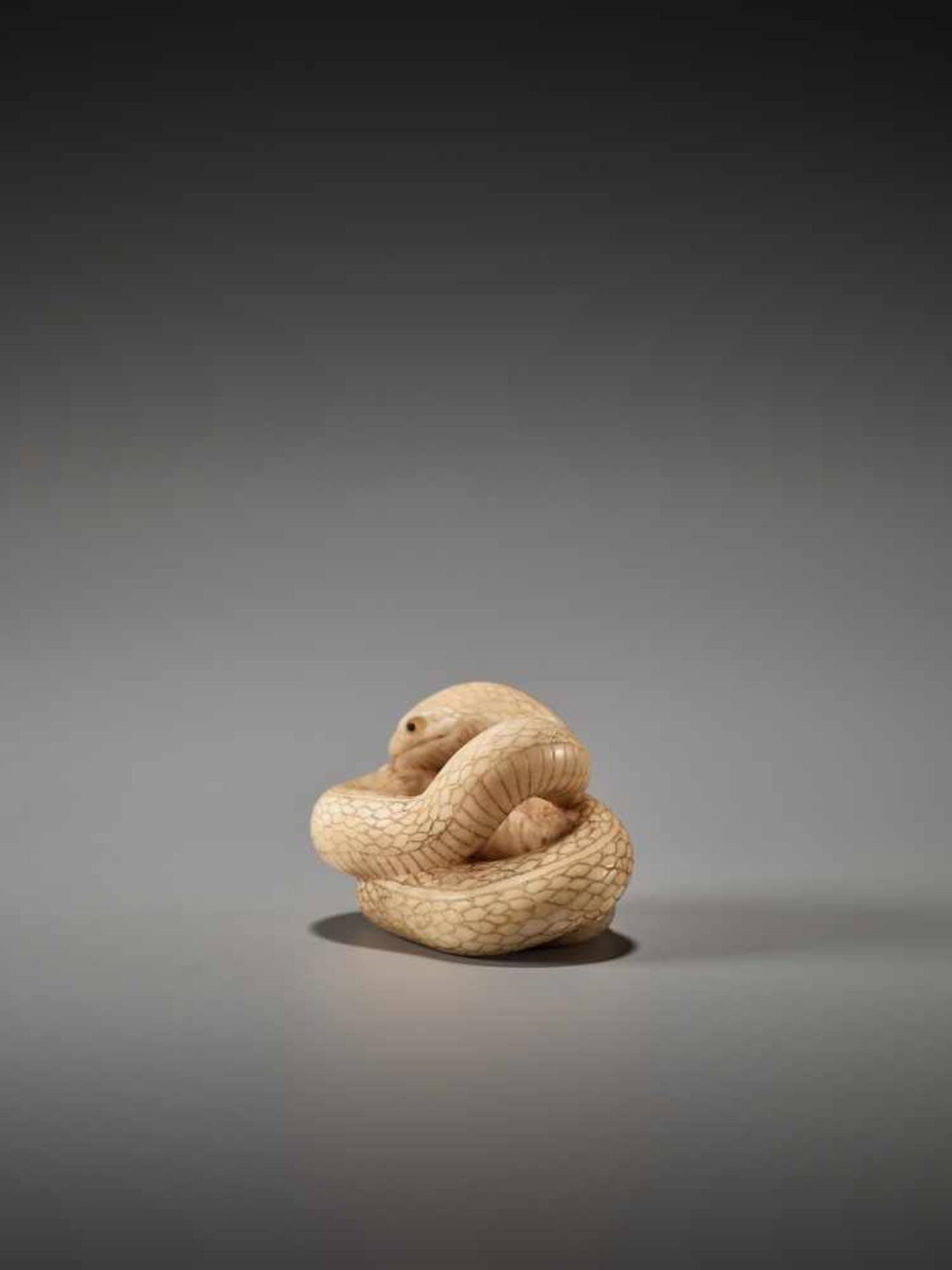 A RARE MARINE IVORY NETSUKE OF A COILED SNAKE BY RANTEIBy Rantei, marine ivory netsukeJapan, - Image 4 of 8