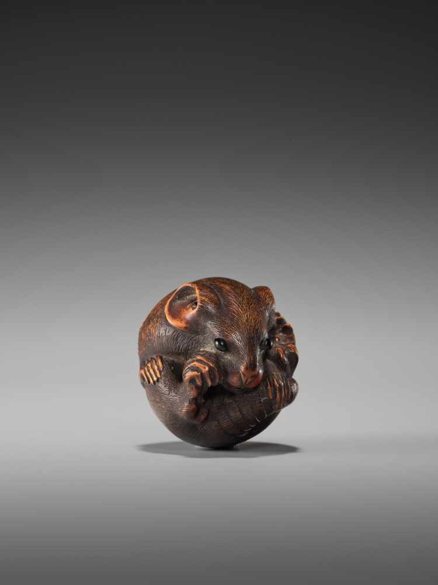 A LARGE WOOD NETSUKE OF A COILED RAT BY MASANAOBy Masanao, wood netsukeJapan, Ise-Yamada, 19th