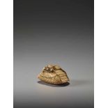 AN IVORY NETSUKE OF A RAT ON A LARGE CHESTNUTUnsigned, ivory netsukeJapan, probably Kyoto, early