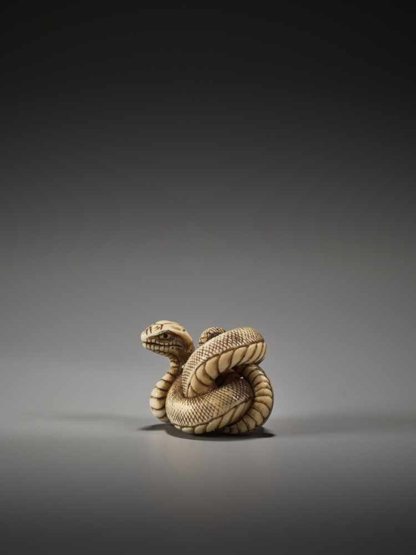 A FINE AND RARE NETSUKE OF A COILED SNAKE BY BY TADATOMO By Tadatomo, ivory netsukeJapan, Kyoto, - Bild 2 aus 10