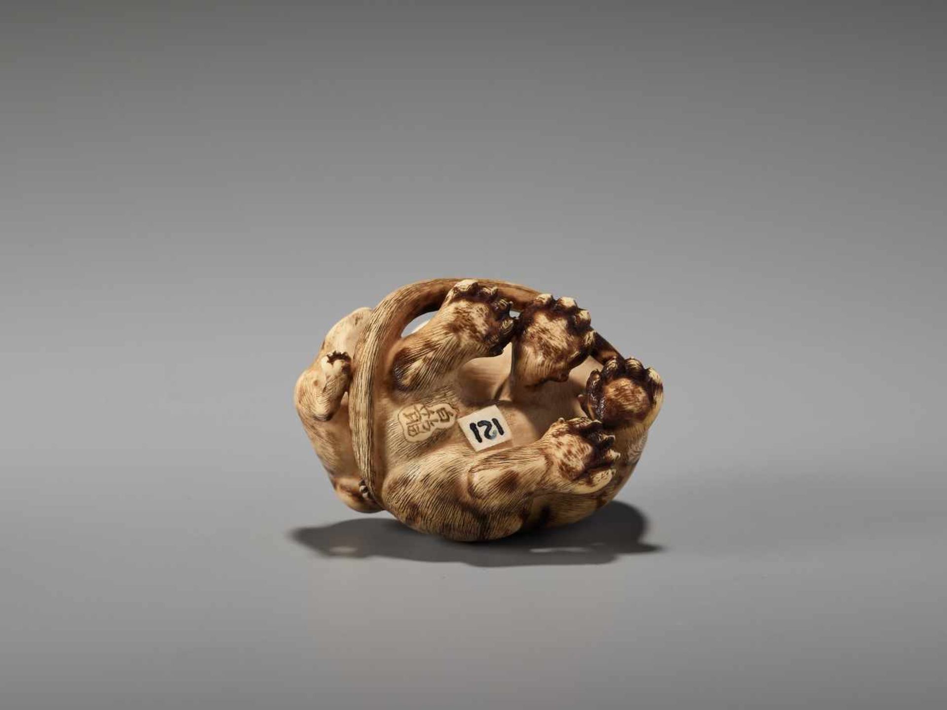 AN EXCEPTIONAL IVORY NETSUKE OF A TIGER WITH CUB BY HAKURYUBy Hakuryu, ivory netsukeJapan, Kyoto, - Image 9 of 13