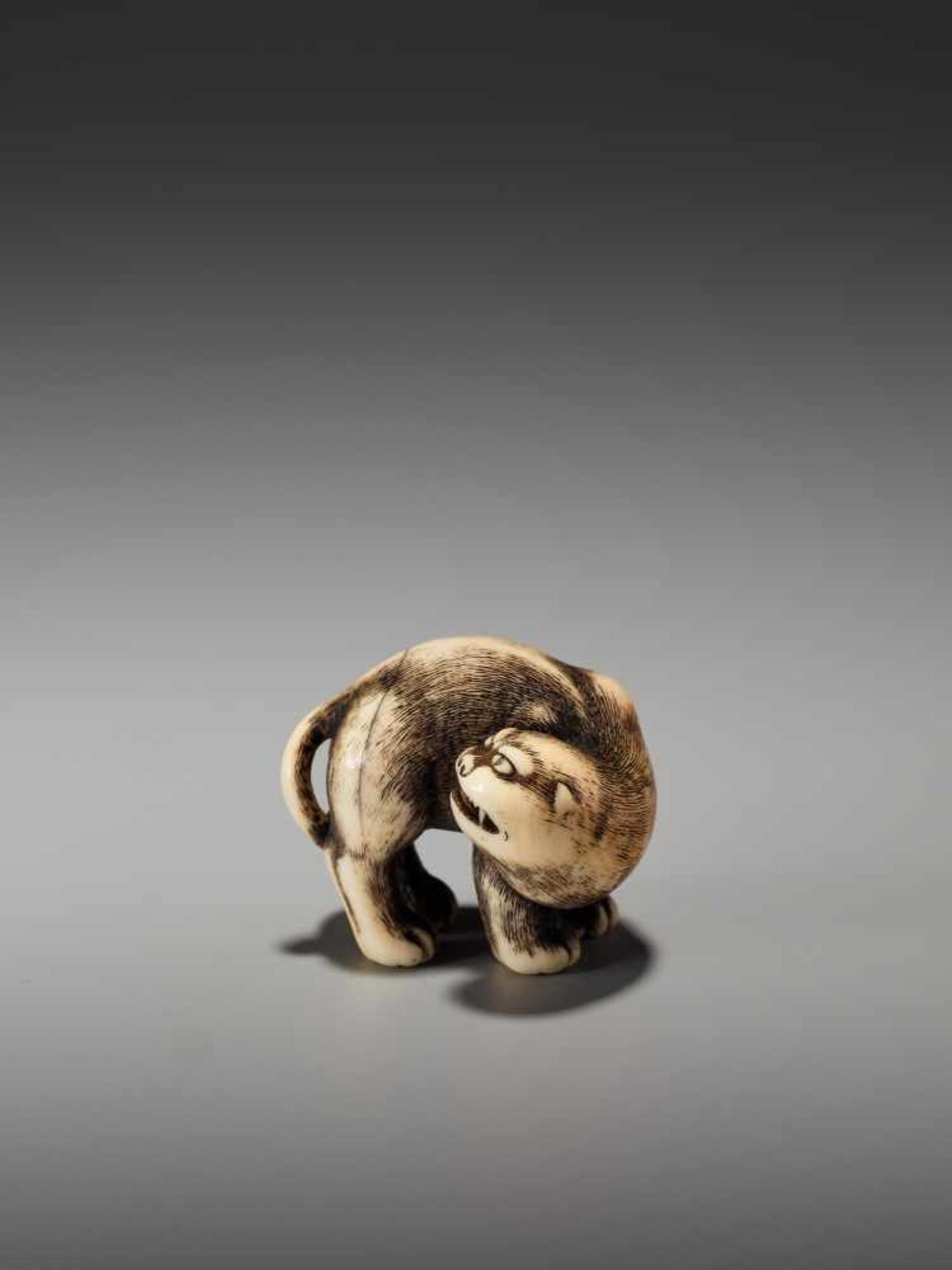 AN EXCEPTIONAL AND RARE IVORY NETSUKE OF A SNARLING TIGER BY DORAKUBy Doraku, ivory netsukeJapan, - Bild 5 aus 10