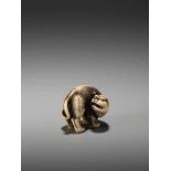 AN EXCEPTIONAL AND RARE IVORY NETSUKE OF A SNARLING TIGER BY DORAKUBy Doraku, ivory netsukeJapan,