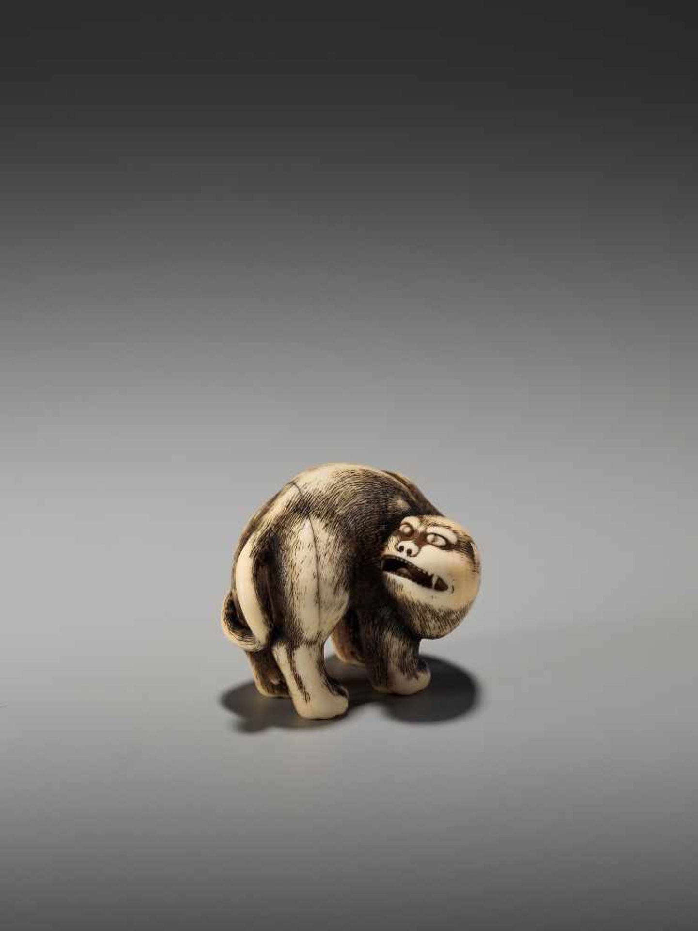 AN EXCEPTIONAL AND RARE IVORY NETSUKE OF A SNARLING TIGER BY DORAKUBy Doraku, ivory netsukeJapan,