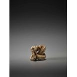 A FINE AND RARE NETSUKE OF A COILED SNAKE BY BY TADATOMO By Tadatomo, ivory netsukeJapan, Kyoto,