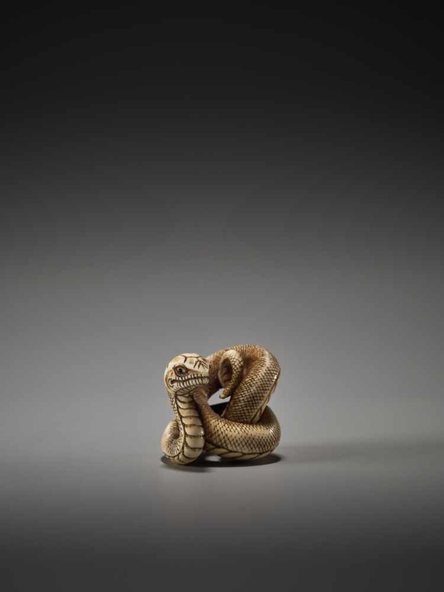 A FINE AND RARE NETSUKE OF A COILED SNAKE BY BY TADATOMO By Tadatomo, ivory netsukeJapan, Kyoto,