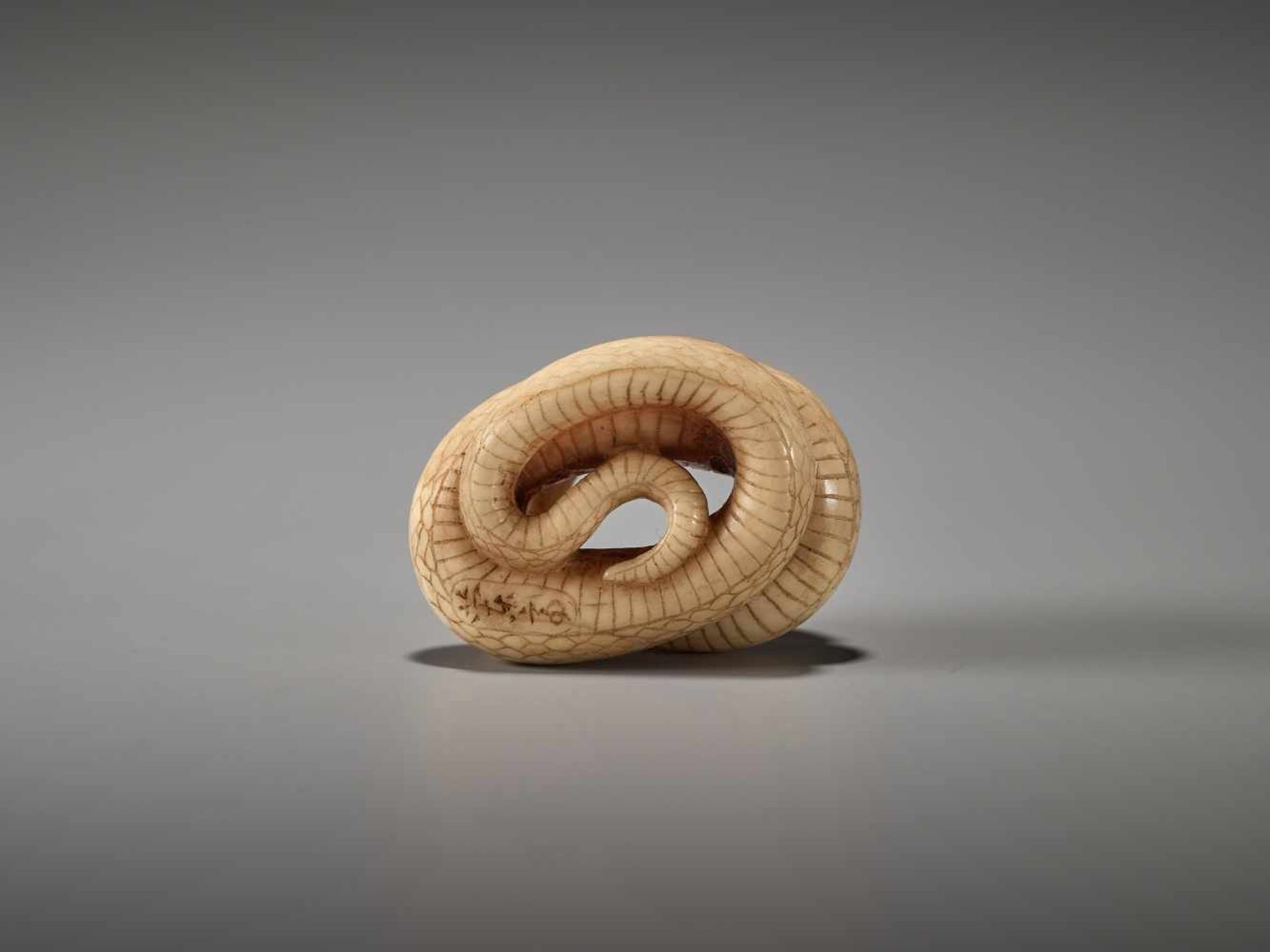 A RARE MARINE IVORY NETSUKE OF A COILED SNAKE BY RANTEIBy Rantei, marine ivory netsukeJapan, - Image 6 of 8