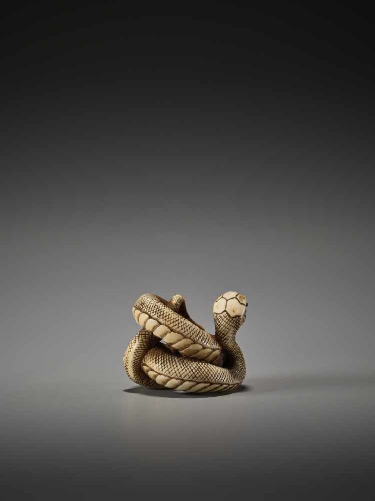 A FINE AND RARE NETSUKE OF A COILED SNAKE BY BY TADATOMO By Tadatomo, ivory netsukeJapan, Kyoto, - Bild 6 aus 10