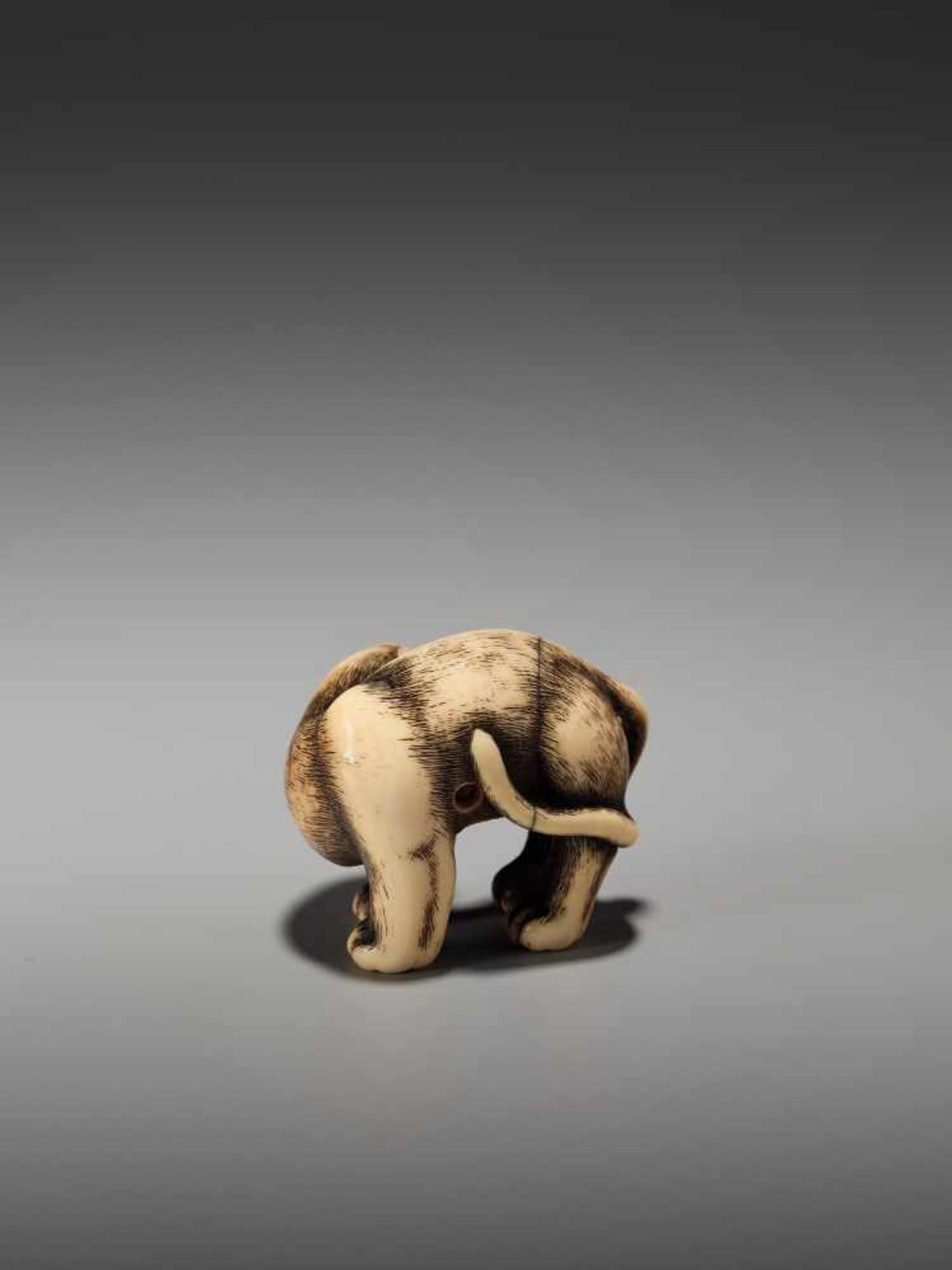 AN EXCEPTIONAL AND RARE IVORY NETSUKE OF A SNARLING TIGER BY DORAKUBy Doraku, ivory netsukeJapan, - Bild 7 aus 10