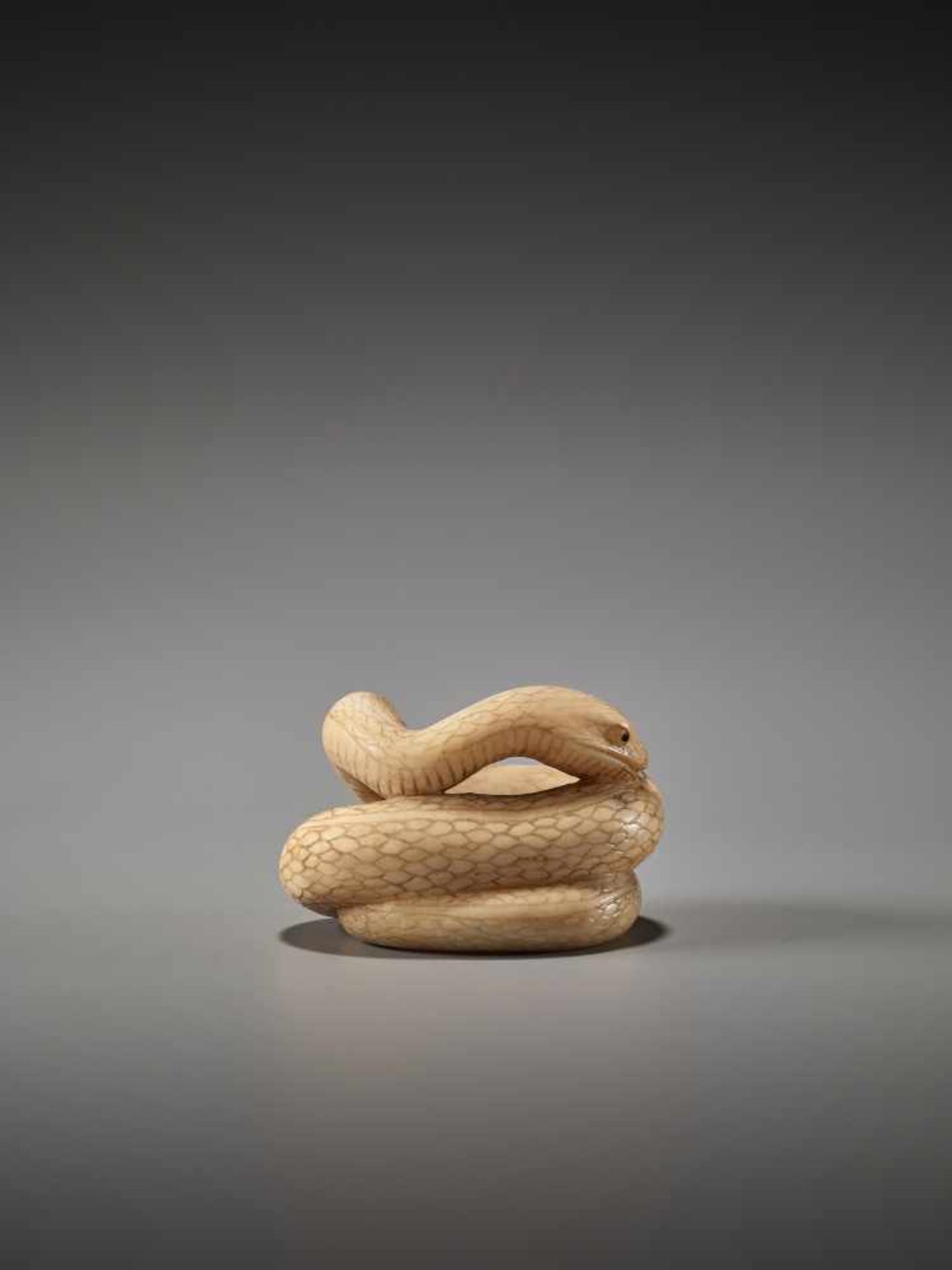 A RARE MARINE IVORY NETSUKE OF A COILED SNAKE BY RANTEIBy Rantei, marine ivory netsukeJapan, - Image 5 of 8