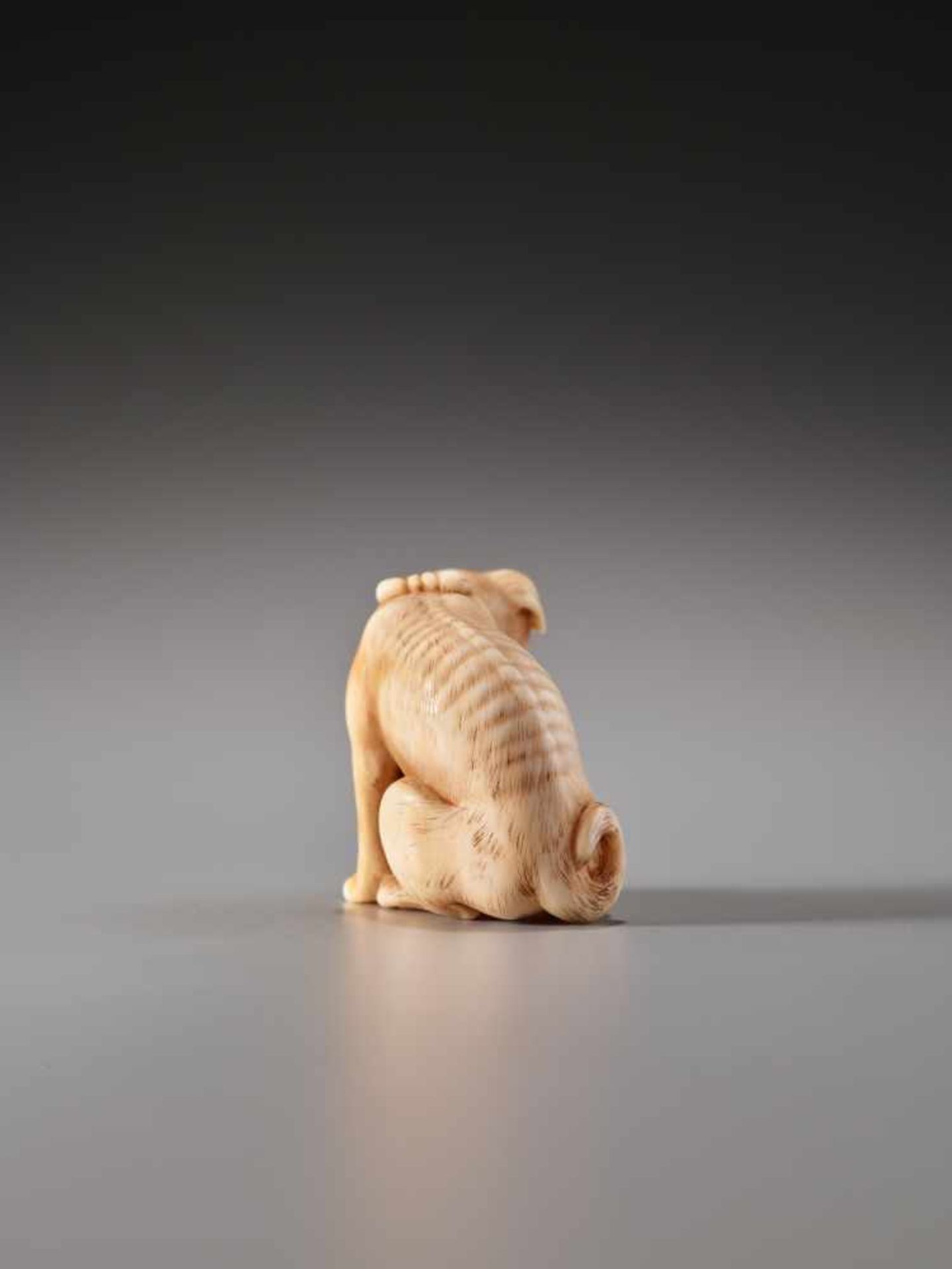 A CHARMING AND FINE NETSUKE OF A DOG WITH PUP BY TANETOSHIBy Tanetoshi, ivory netsukeJapan, 20th - Bild 7 aus 9