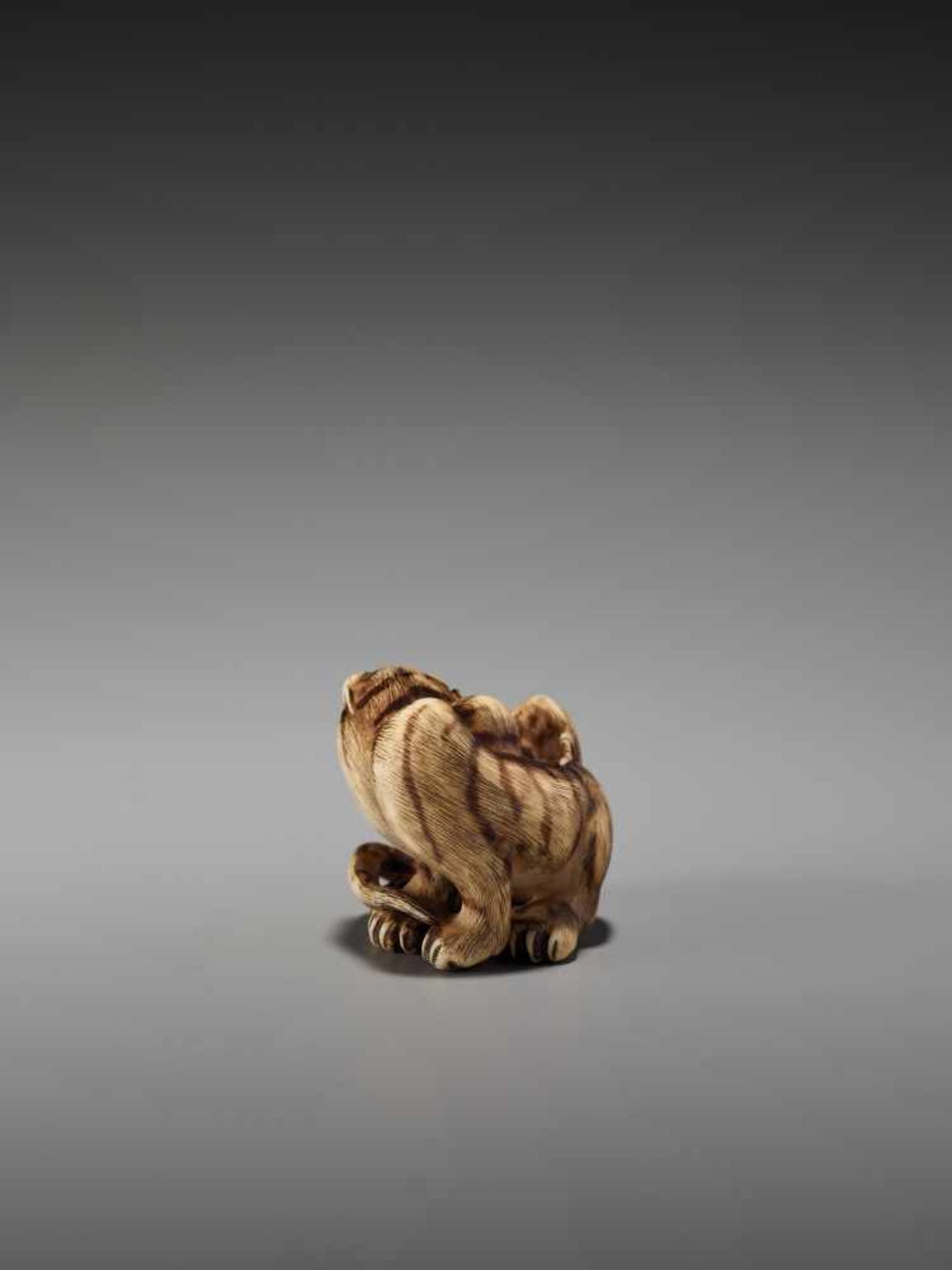 AN EXCEPTIONAL IVORY NETSUKE OF A TIGER WITH CUB BY HAKURYUBy Hakuryu, ivory netsukeJapan, Kyoto, - Image 5 of 13